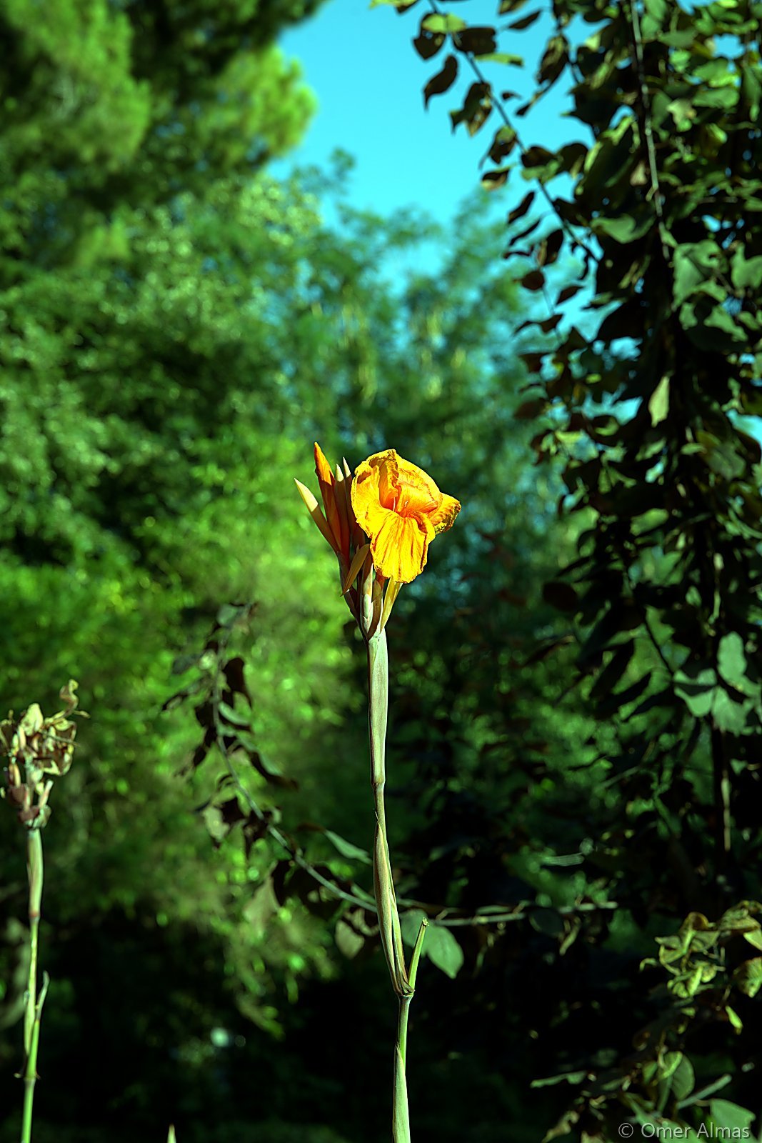 Canna in Bloom